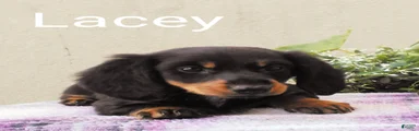 Lacey