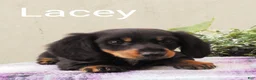 Dachshund dogs for sale: Lacey - Ad 1