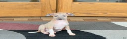 Italian Greyhound dogs for sale: Noah - Ad 5