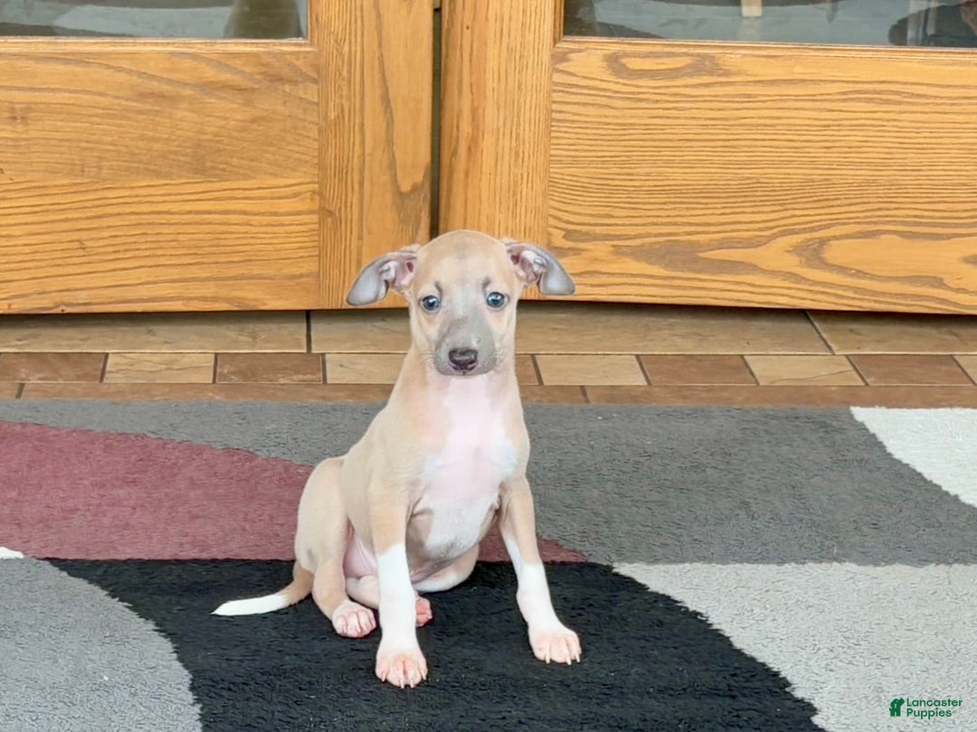 Italian Greyhound dogs for sale: Noah - Ad 5