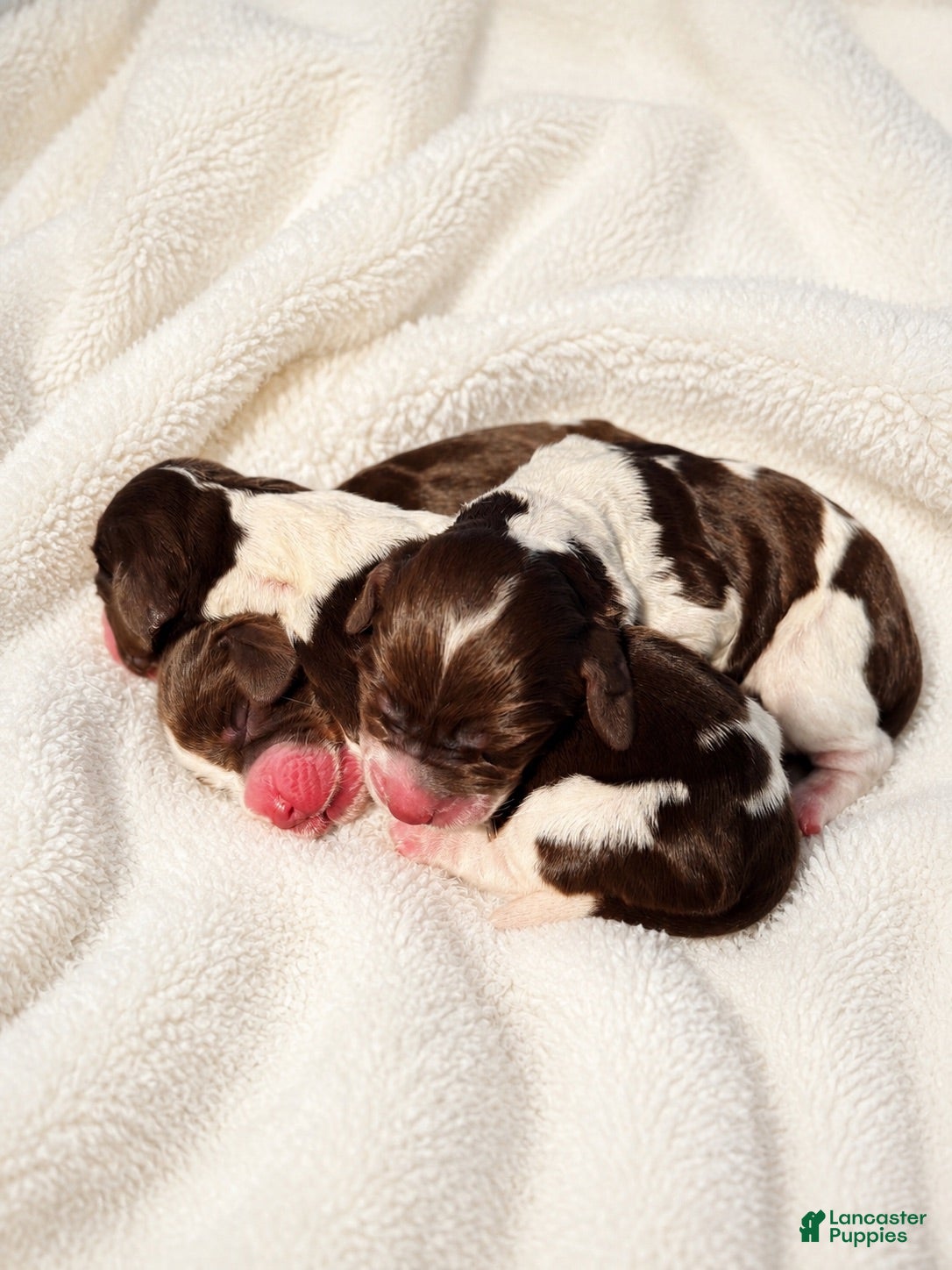 English Springer Spaniel dogs English Springer Spaniel 2 - Ad 9