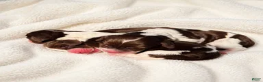 English Springer Spaniel 2