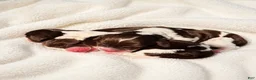 English Springer Spaniel dogs for sale: English Springer Spaniel 2 - Ad 1