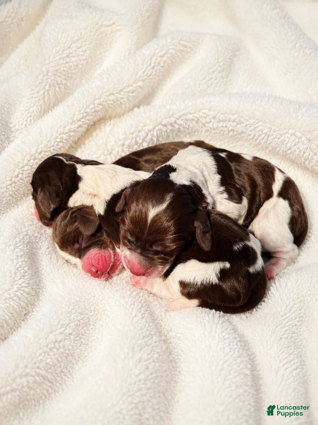 English Springer Spaniel dogs for sale: English Springer Spaniel 2 - Ad 1