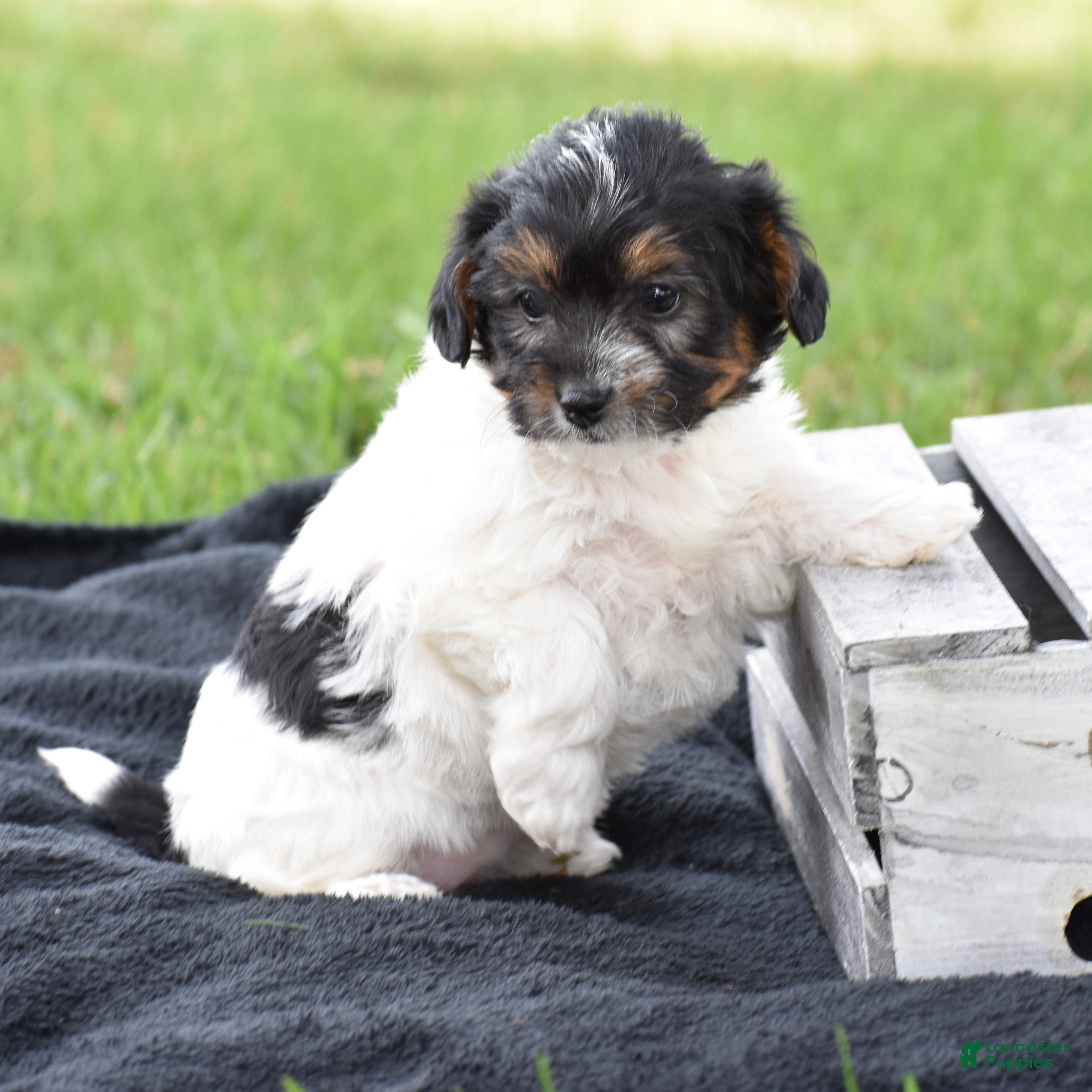 Yorkiepoo dogs Vicki - Ad 2