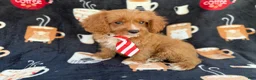 Cavapoo dogs for sale: Bentley  - Ad 5