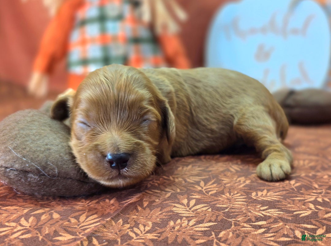 Cockapoo dogs for sale: Captain Dan - Ad 13