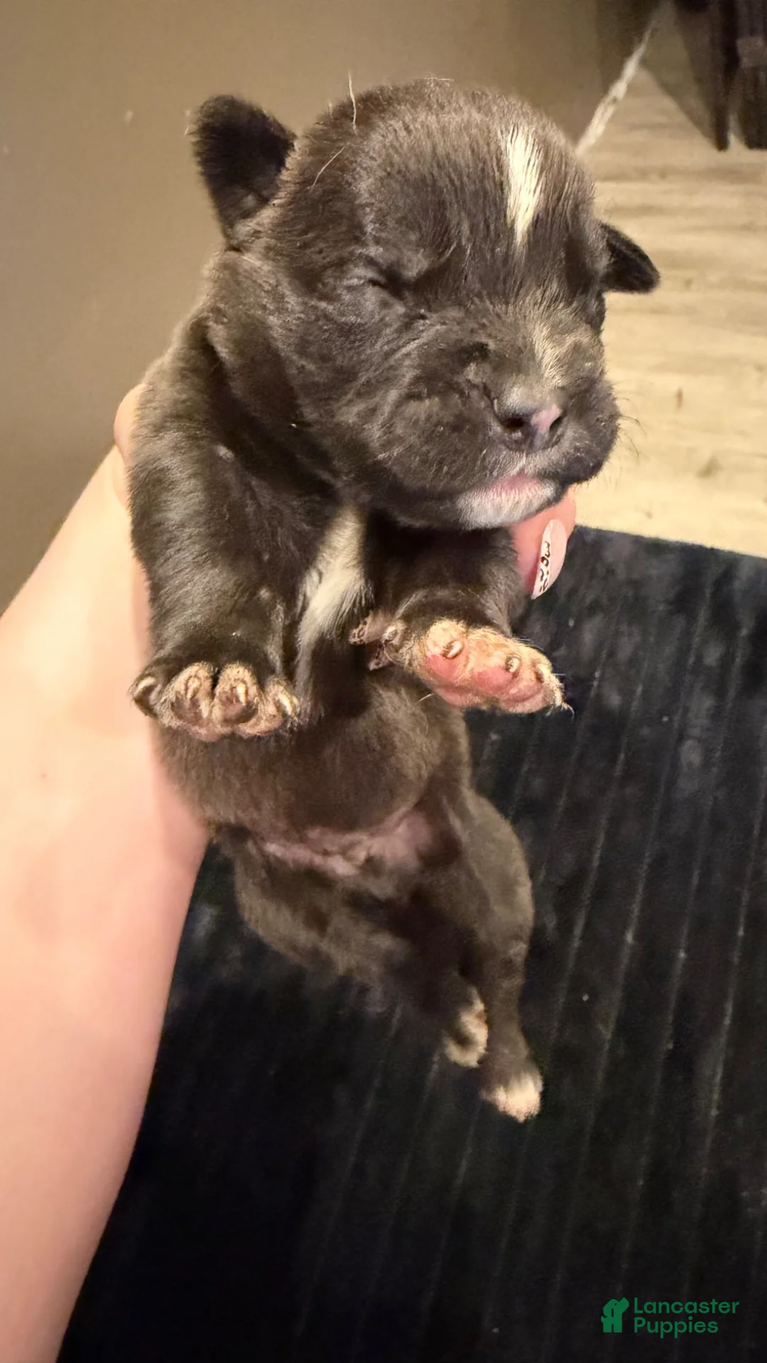 Mixed Breed dogs for sale: Mixed Breed Puppy 4 - Ad 1