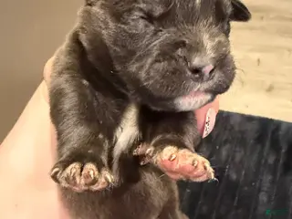 Mixed Breed dogs Mixed Breed Puppy 4 - Ad 23