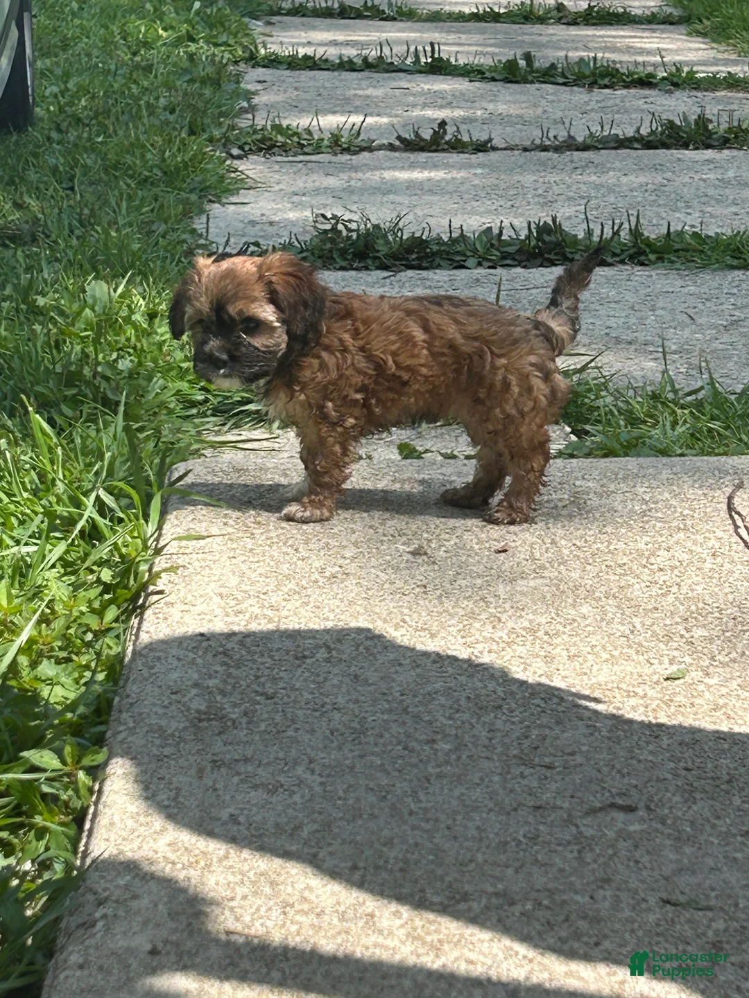 Teddy Bear dogs for sale: Lily  - Ad 1