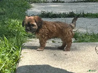 Teddy Bear dogs Lily - Ad 24