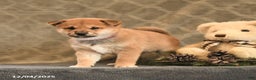 Shiba Inu dogs for sale: Trinket - Ad 3