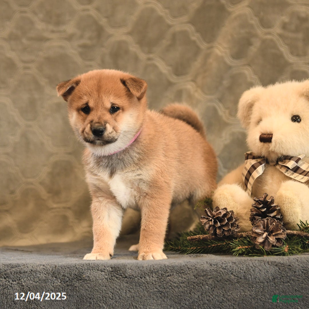 Shiba Inu dogs for sale: Trinket - Ad 3
