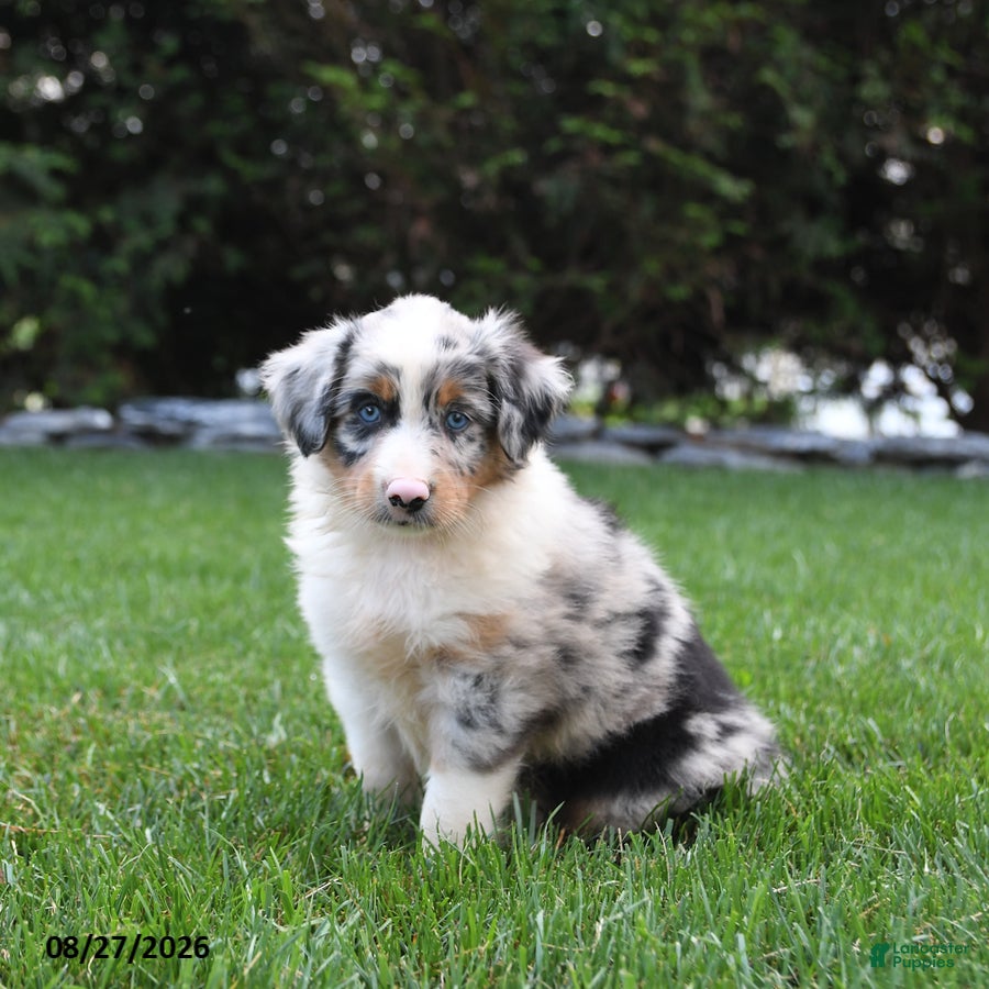 Australian Shepherd dogs Bluey - Ad 2