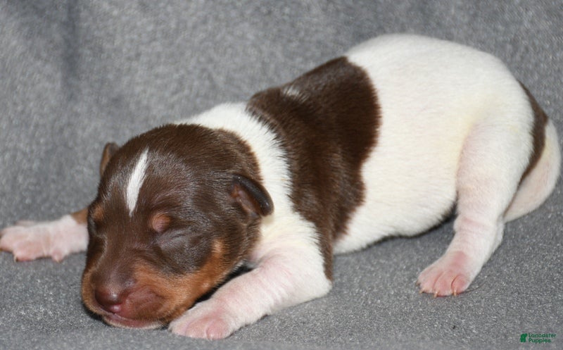 Rat Terrier dogs Brushton - Ad 4