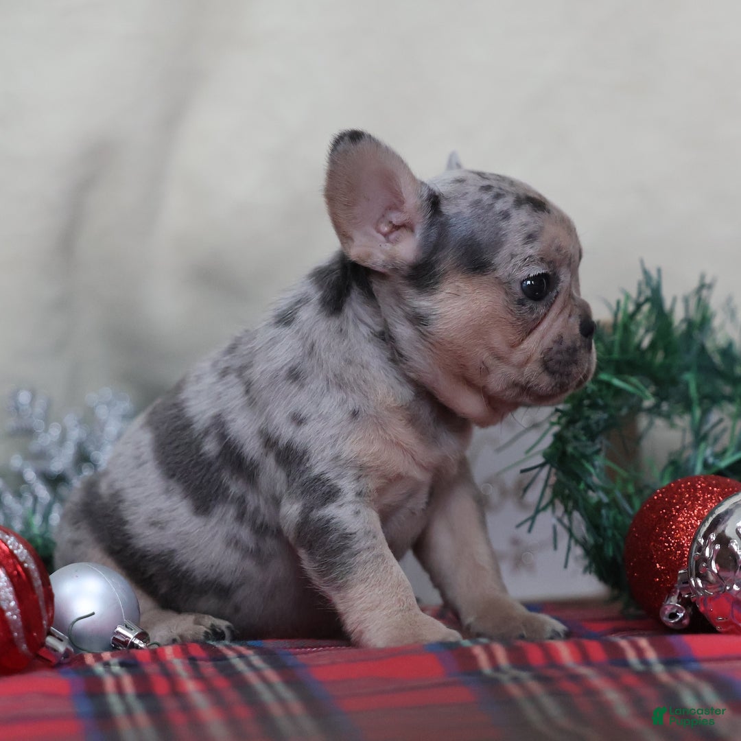 French Bulldog dogs for sale: Amanda - Ad 2