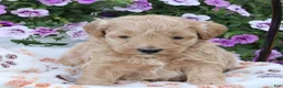 Mini Goldendoodle dogs for sale: Felix - Ad 2