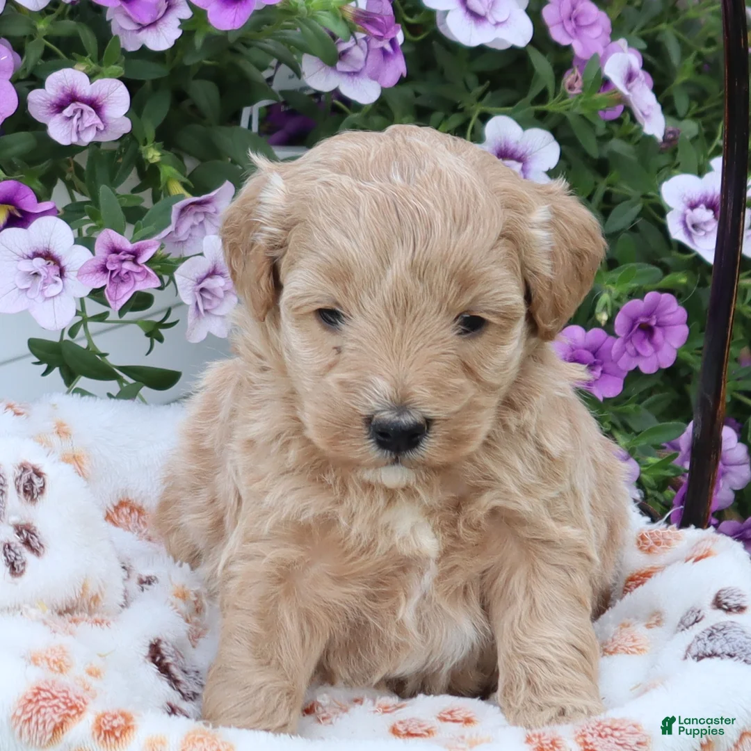Mini Goldendoodle dogs for sale: Felix - Ad 2