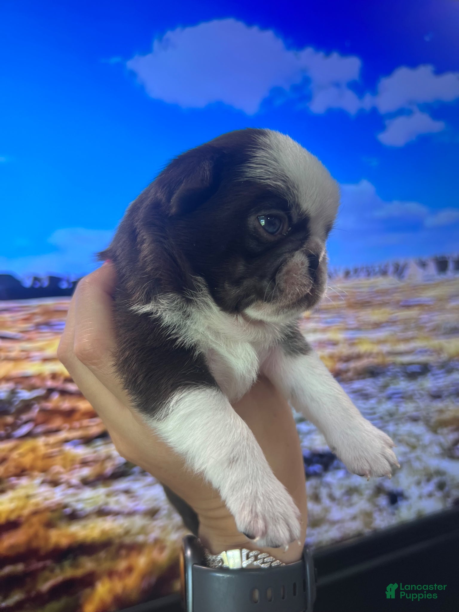 Pug dogs Chocolate Panda  - Ad 2