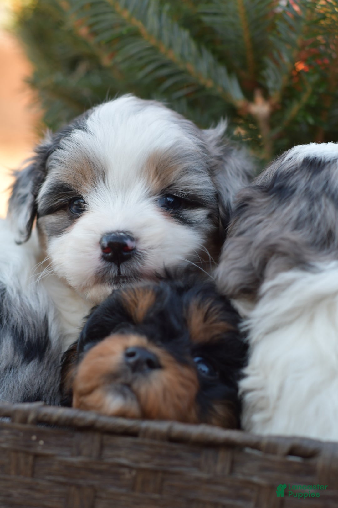 Mini Aussiedoodle dogs for sale: Cash - Ad 27