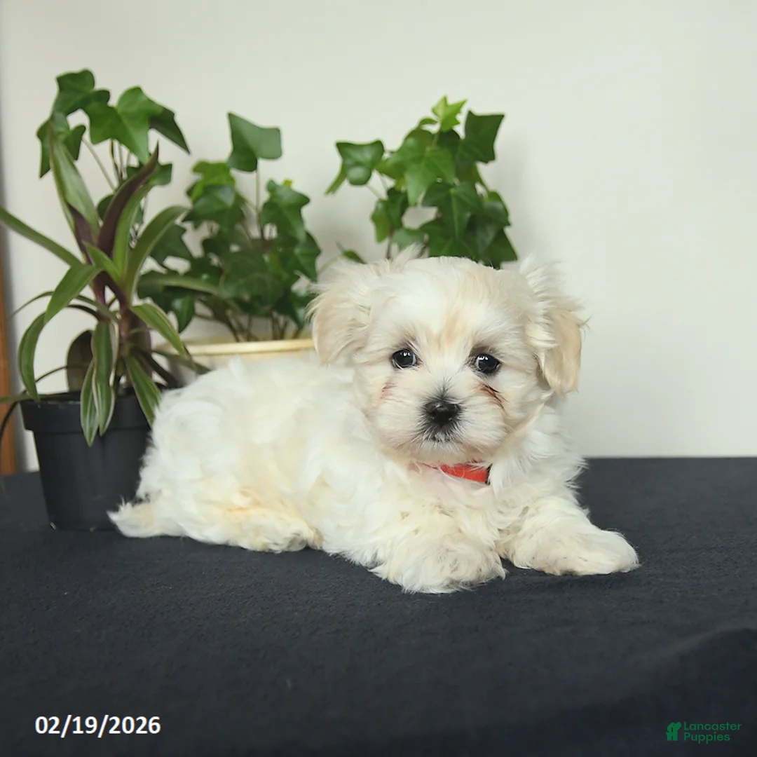 Maltese dogs for sale: Otter - Ad 3
