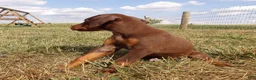 Doberman Pinscher dogs for sale: Mia - Ad 3