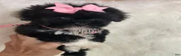 Shihpoo dogs for sale: Shihpoo 1 - Ad 7