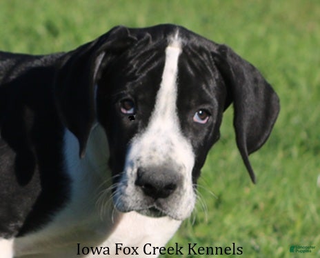 Great Dane dogs for sale: Great Dane 3 - Ad 1
