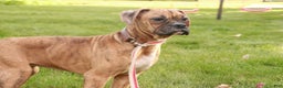 Boxer dogs for sale: Hallie - Ad 6