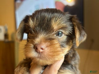Yorkshire Terrier dogs - Ad 3