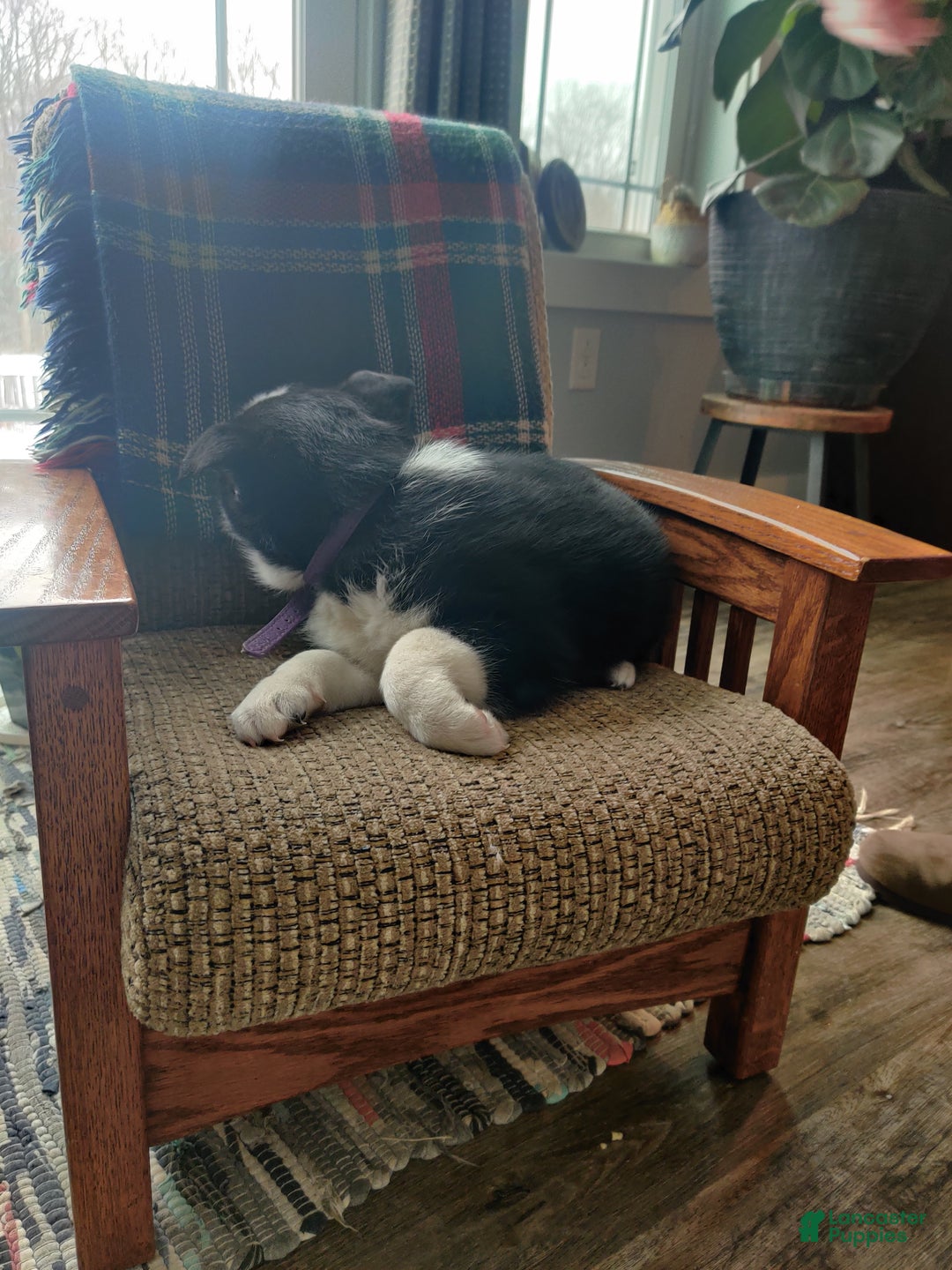 Siberian Husky dogs for sale: Susan - Ad 4