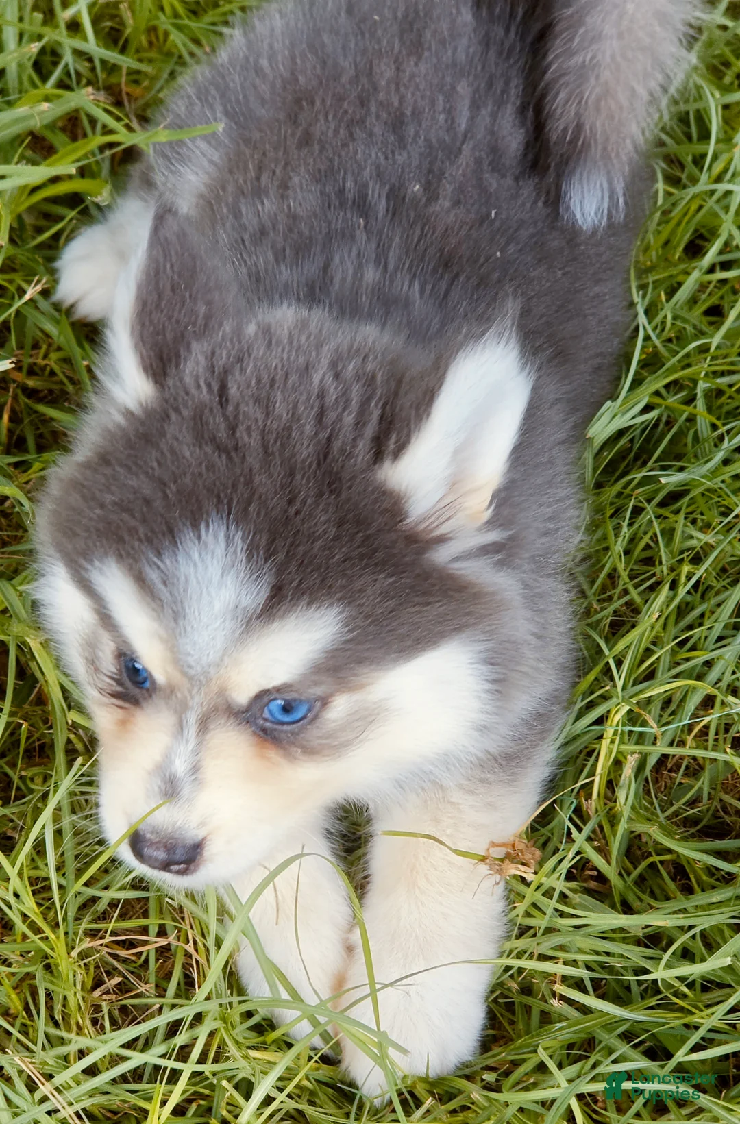 Pomsky dogs for sale: Luna Blue - Ad 10
