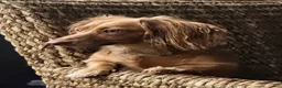 Dachshund dogs for sale: Coco - Ad 16