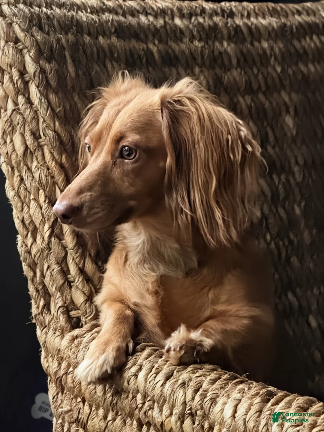 Dachshund dogs for sale: Coco - Ad 16