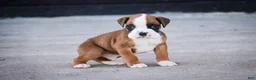 Boxer dogs for sale: Gus - Ad 7