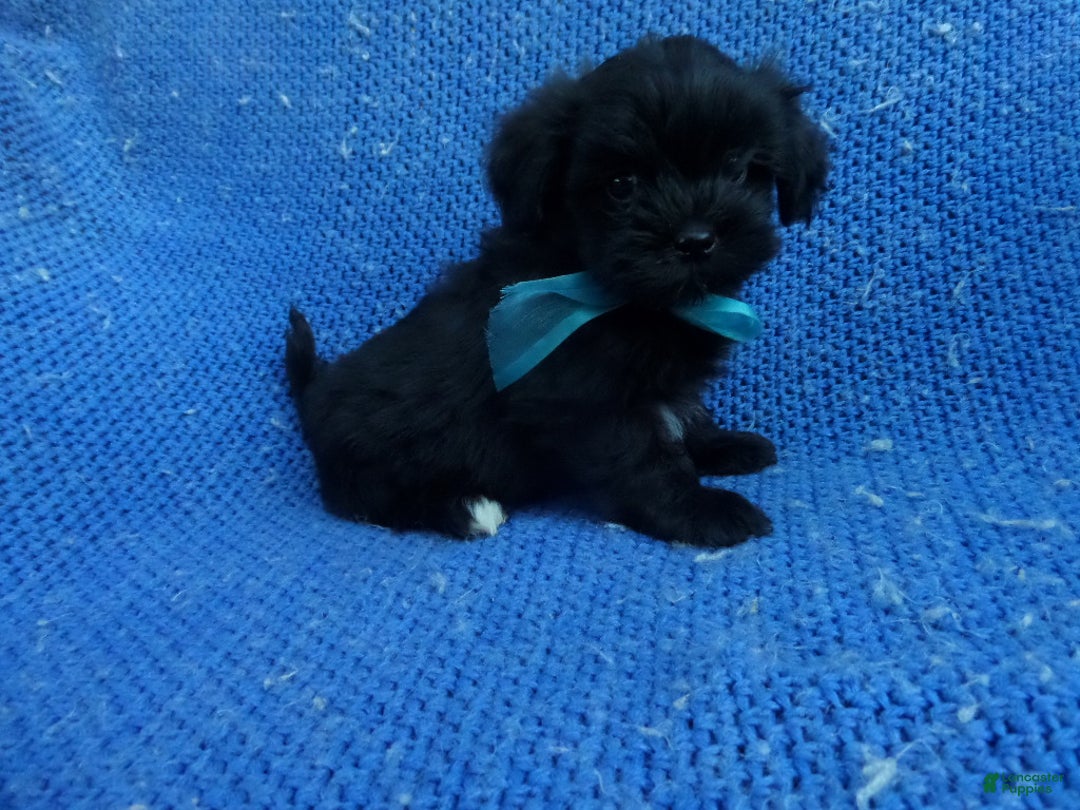 Malshi dogs for sale: Asher - Ad 1