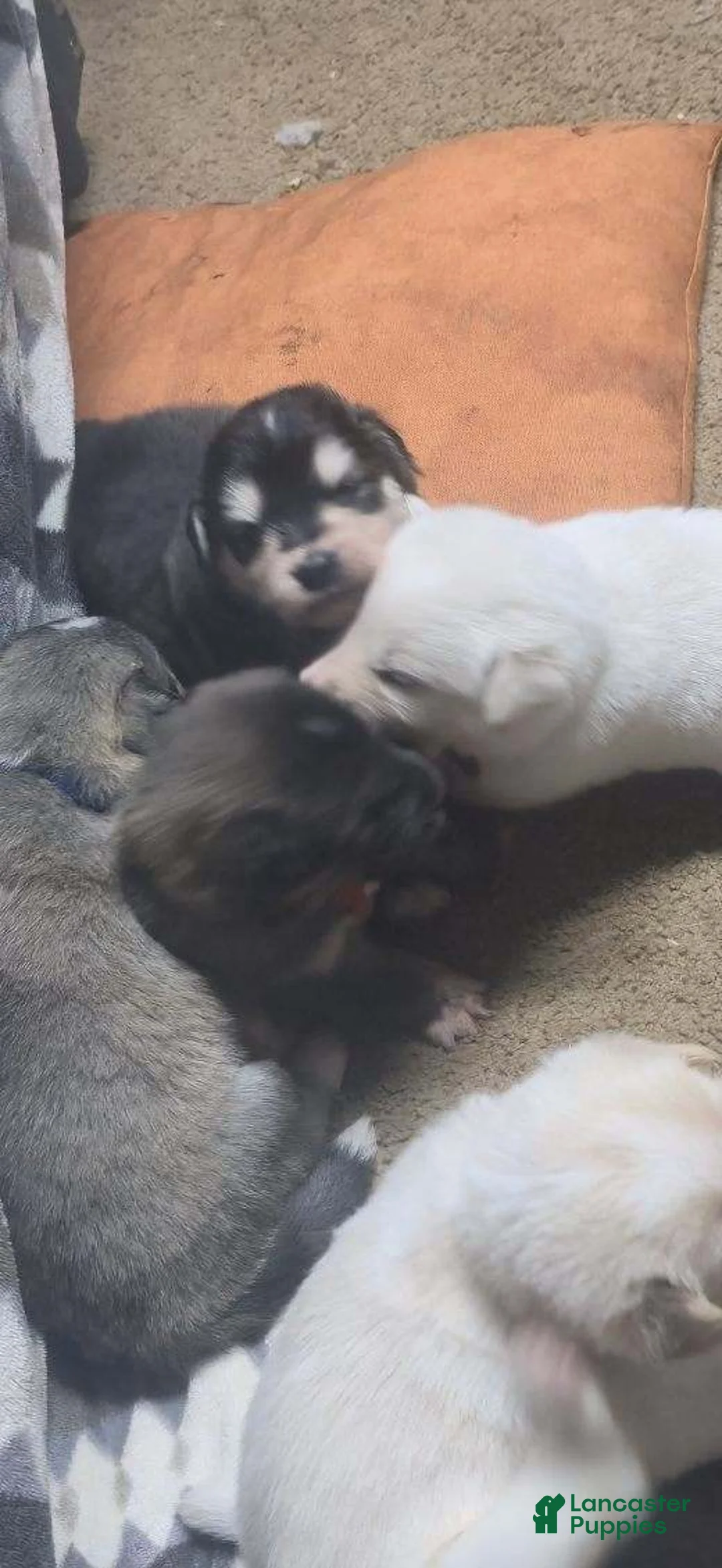 Mixed Breed dogs for sale: Mixed Breed Puppy 2 - Ad 3