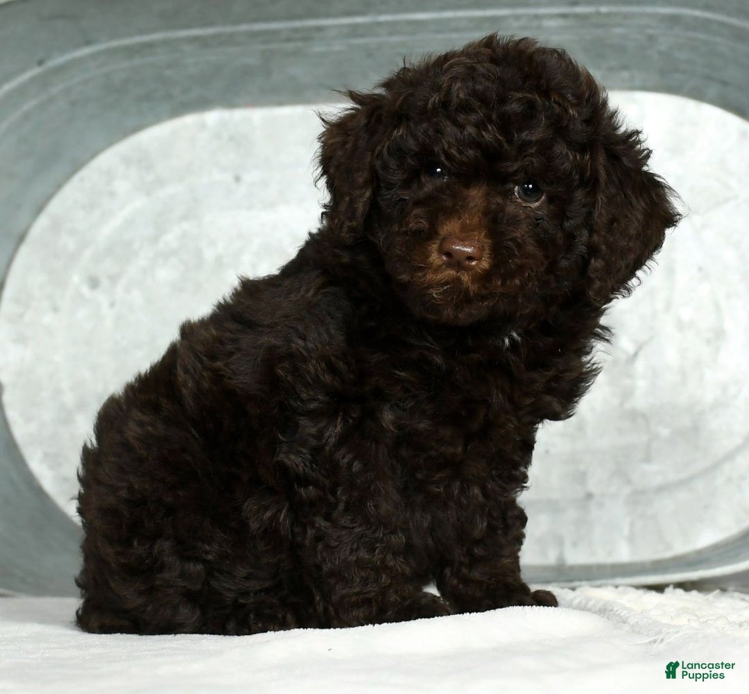 Miniature Poodle dogs for sale: Jinger - Ad 8