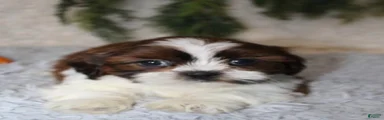Shih Tzu 3