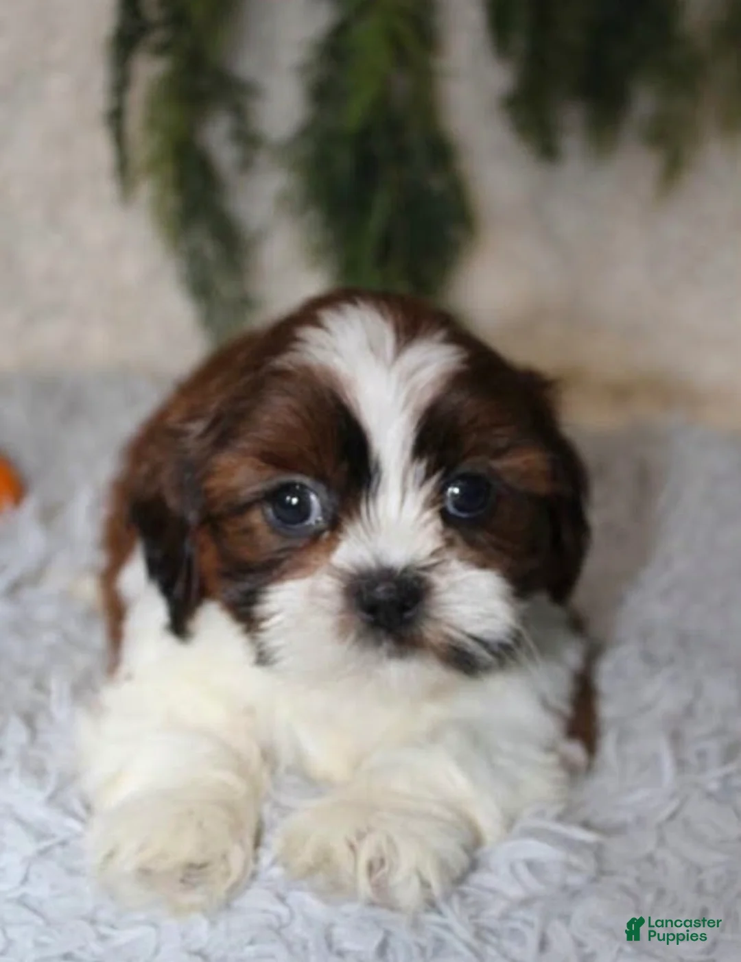 Shih Tzu dogs for sale: Shih Tzu 3 - Ad 1
