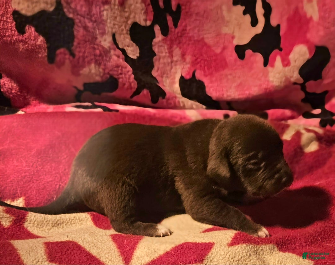 Border Collie dogs for sale: Cierra - Ad 12