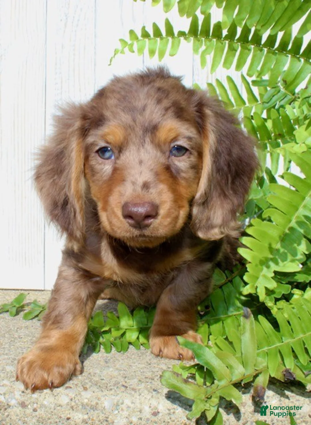 Miniature Dachshund dogs for sale: Piper - Ad 2