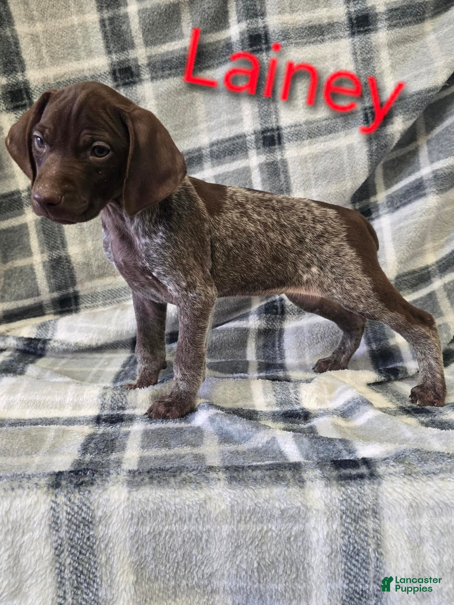 German Shorthaired Pointer dogs LAINEY - Ad 32