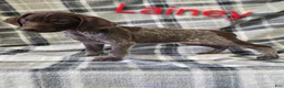 German Shorthaired Pointer dogs for sale: LAINEY - Ad 1