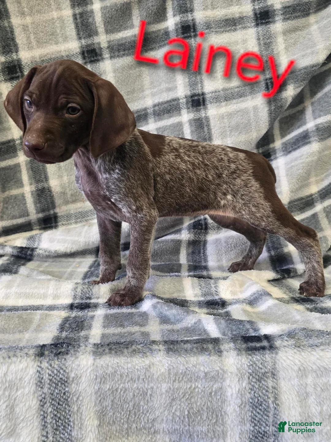 German Shorthaired Pointer dogs for sale: LAINEY - Ad 1