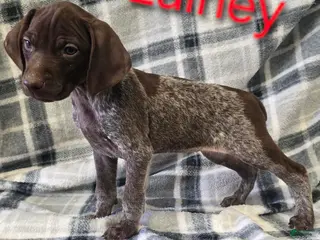 German Shorthaired Pointer dogs LAINEY - Ad 32