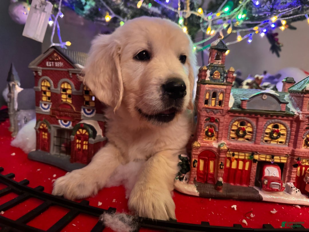 Golden Retriever dogs for sale: Golden Retriever Puppy 1 - Ad 1