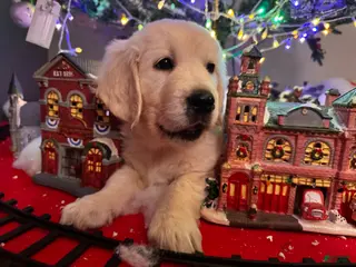 Golden Retriever dogs Golden Retriever Puppy 1 - Ad 37