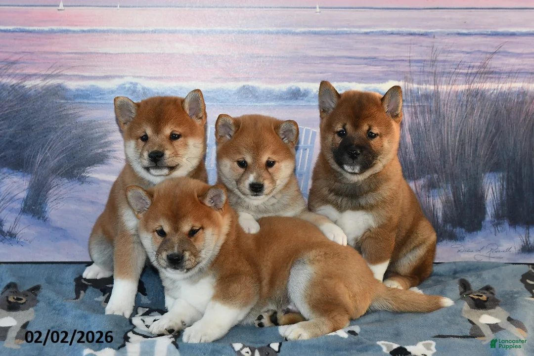 Shiba Inu dogs for sale: Abby - Ad 5