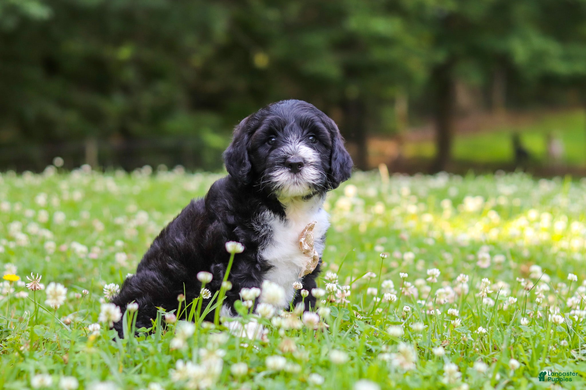 Portuguese Water Dog dogs Beau - Ad 2